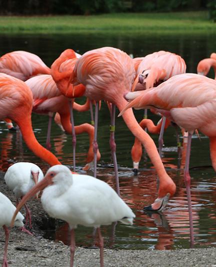 Sarasota Jungle Gardens - Photo Credit: Robin Draper