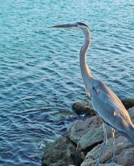 A crane at Venice. Photo Credit: Heather Young