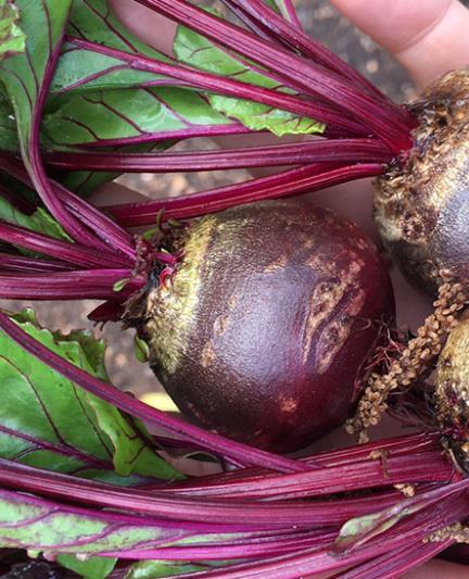 Red Beets. Photo credit: Nicole Coudal.