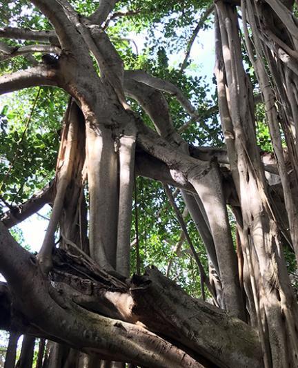 Banyan trees at The Ringling