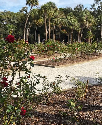 Mable Ringling’s famous rose garden.