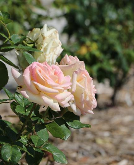 The Ringling Rose Garden.  Photo by Eddie Kirsch.
