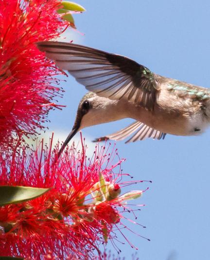 Ruby-throated Hummingbird.jpg