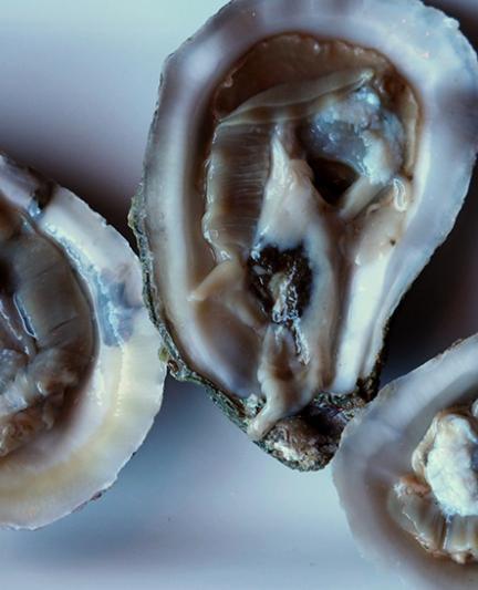 Siesta Key Oyster Bar [Photo: Lauren Jackson]