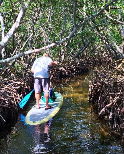 SUP in the Mangroves.  Photo credit: Liz Sandburg.
