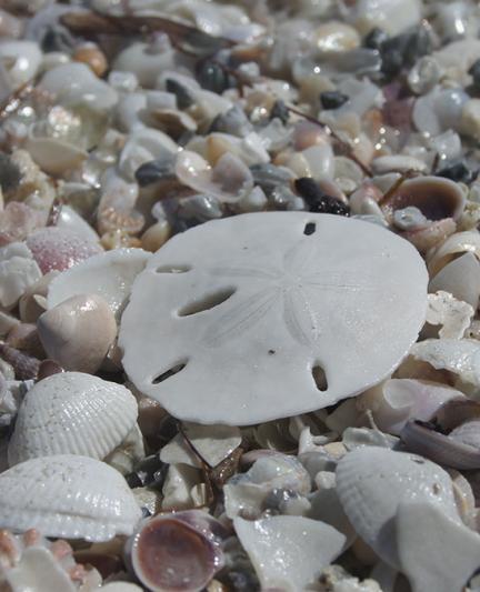 What Are Sand Dollars And Why Should You Leave Them On The Beach