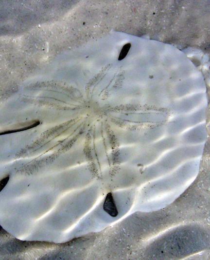 SandDollar__2017Opt.jpg