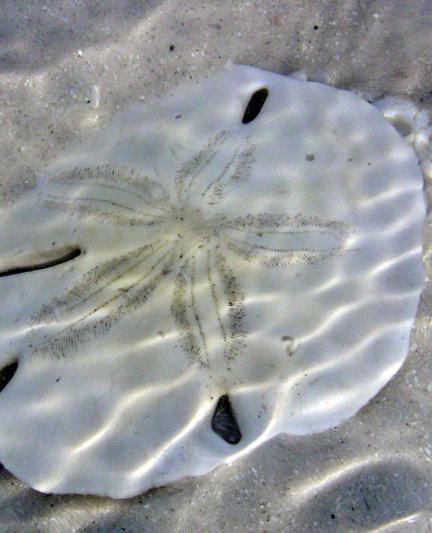 SandDollar__2017Opt.jpg