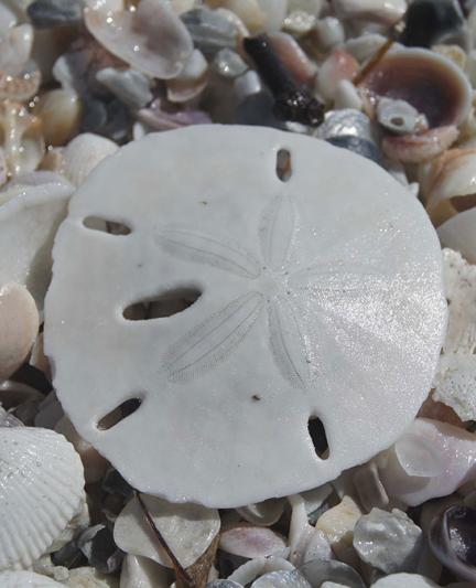 SandDollars-copy__2017Opt_0.jpg