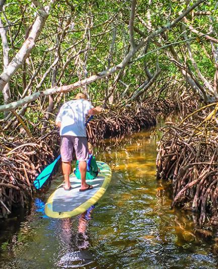 Mangrove tunnels at Ted Sperling Park. Photo credit: Liz Sandburg