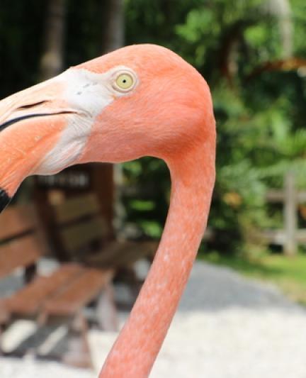 Flamingos at Sarasota Jungle Gardens