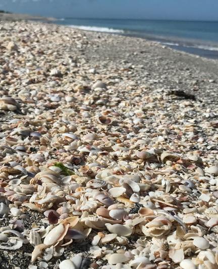 SarasotaShells2__2017Opt.jpg