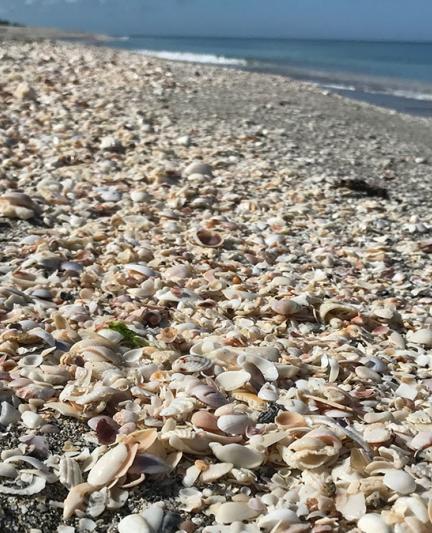 How to Find the Best Seashells on Siesta Key