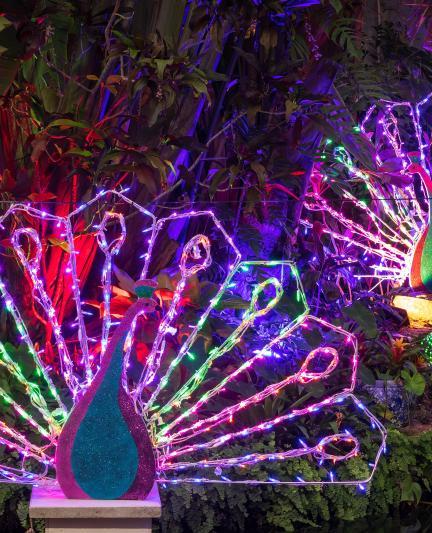 Lights in Bloom, Selby Gardens