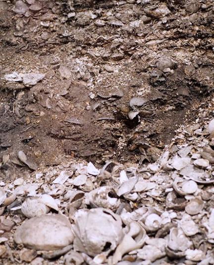 Shell Midden (Photo Courtesy Lauren Jackson)