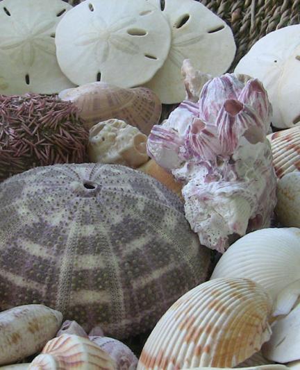 "Sound of the Sea," Nov. 6