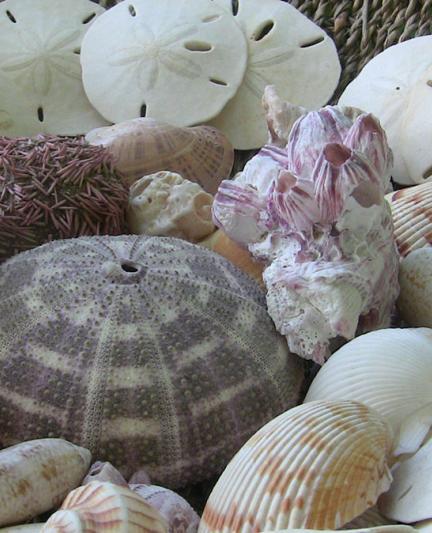 "Sound of the Sea," Nov. 6