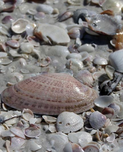 When is the Best Time to Find Seashells in Florida? Shelling Tips