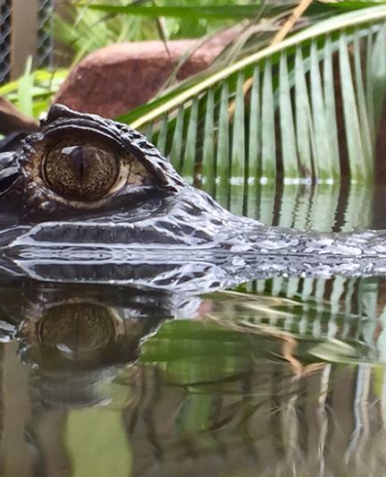 The Teeth Beneath - Exhibit at Mote Marine Laboratory & Aquarium. Photo credit: Liz Sandburg.