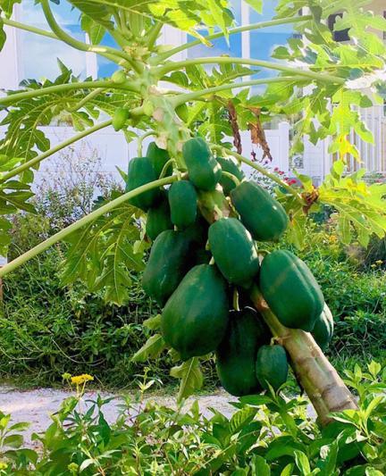 TheFloridaHouse_Sustainability_Photo02__2017Opt.jpg