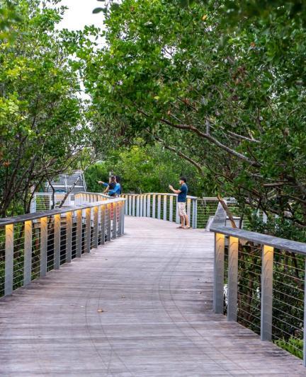 Mangrove Walkway at The Bay Park