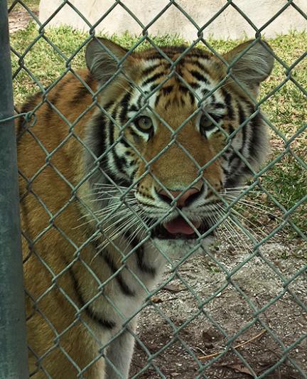 Seeing the tigers at Big Cat Habitat & Gulf Coast Sanctuary. Photo by Vanessa Caceres.