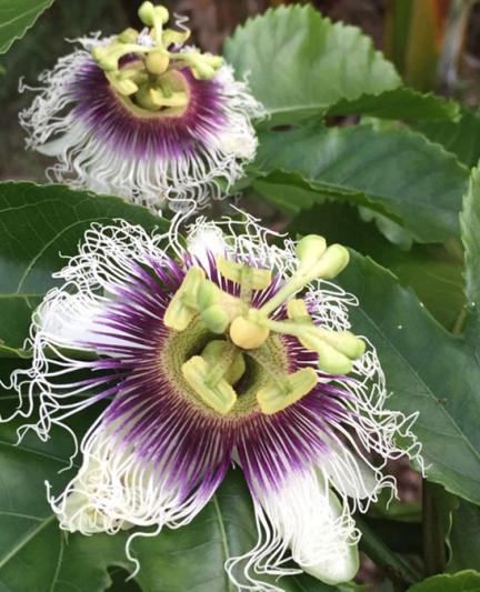 Passion Fruit