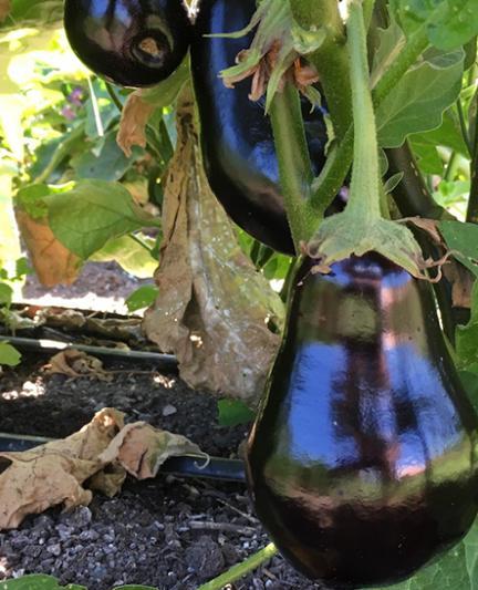 Eggplant. Photo Courtesy Nicole Coudal