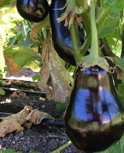 Eggplant. Photo Courtesy Nicole Coudal