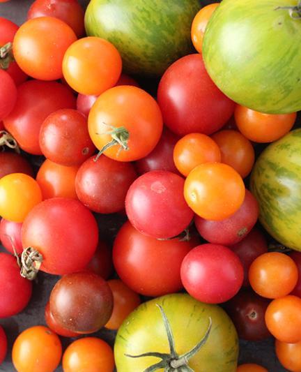 Tomatoes. Photo Courtesy Nicole Coudal