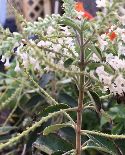 One of Sarasota Honey Company’s bees, hard at work