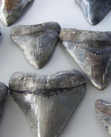 
Sharks' teeth found at Venice Beaches
