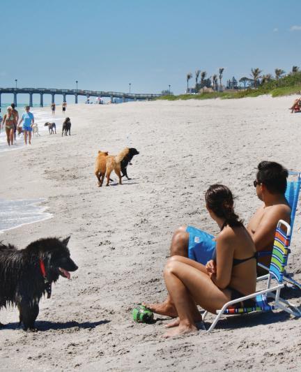 Venice___Brohard_Beach_Dog_Beach_STAIT7cQ_tzmnnpk2gMX61n_cmyk_l_0.jpg