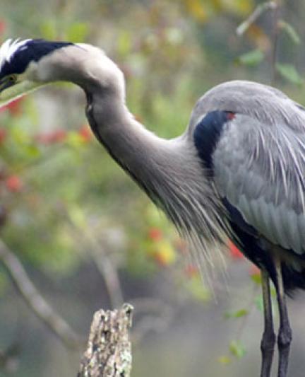 Wekiva heron.  Photo credit: Robin Draper.