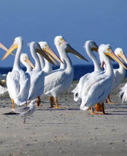 White Pelican.  Photo credit: Robin Draper.