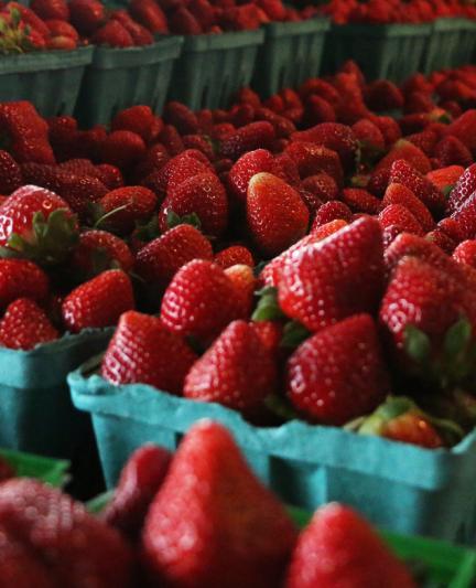 YodersFarmersMarket2014_10_rgb_hd_1.jpg
