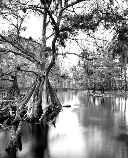 Fisheating Creek (cropped) - Photo by Clyde Butcher 