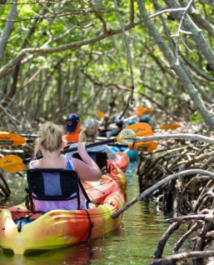 Kayaking Lido Key Mangroves