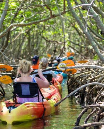 Kayaking Lido Key Mangroves