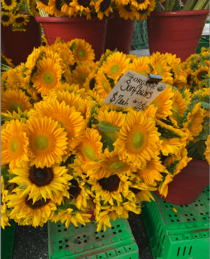 sarasota farmers market flowers