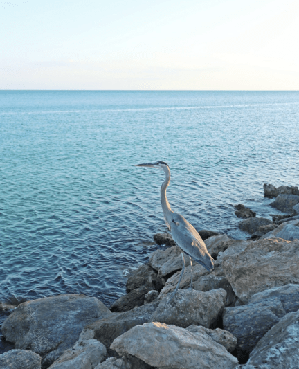 seabird on venice jetty