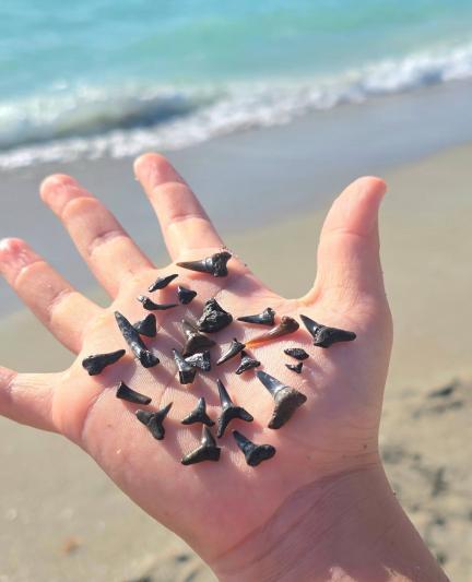 shark teeth venice beach