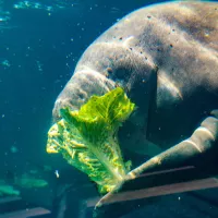 Manatee eating lettuce underwater at Mote Marine