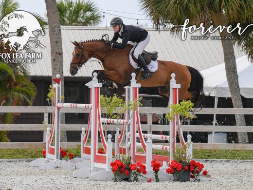 Grand Prix Horse Show Jumping 