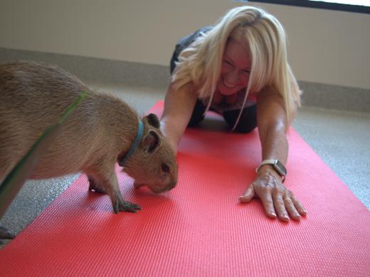 A woman in a yoga pose with a capybara at her fingers