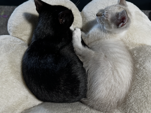 Cat Yoga with Julie Turner Starting July 26th at Noon