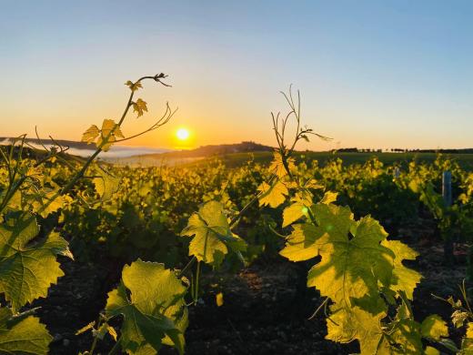 Joseph Mellot Winery