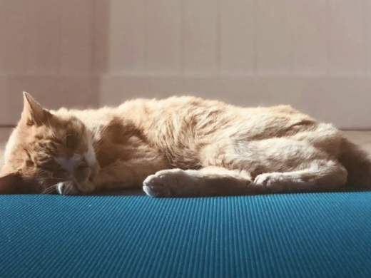 Cat Yoga with Julie Turner
