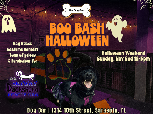 Dog in witches costume with halloween ghosts