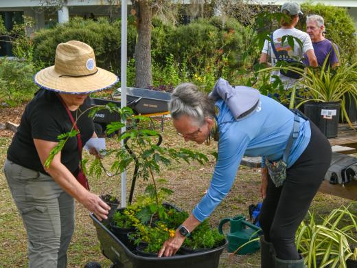 Fall Plant Sale